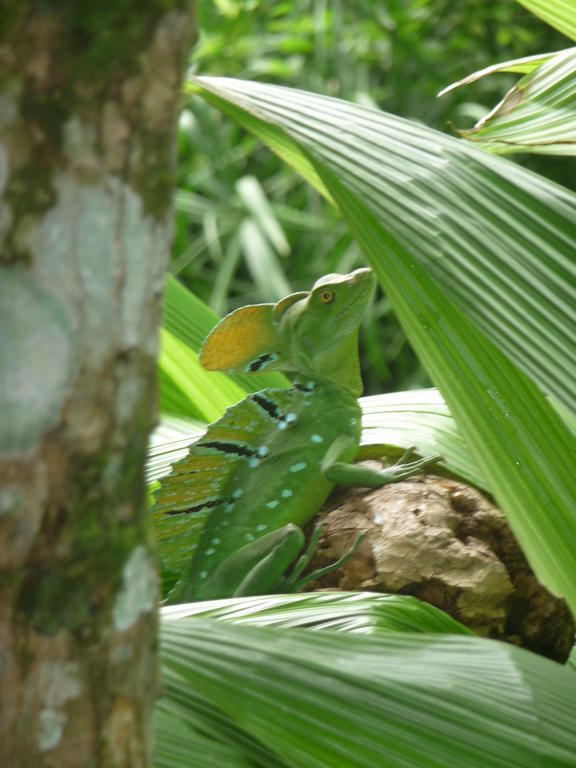 Topos Tree House Cahuita Exterior photo