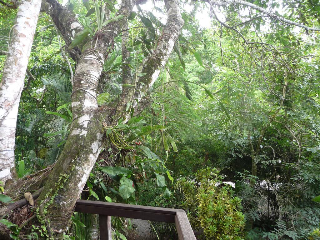 Topos Tree House Cahuita Exterior photo
