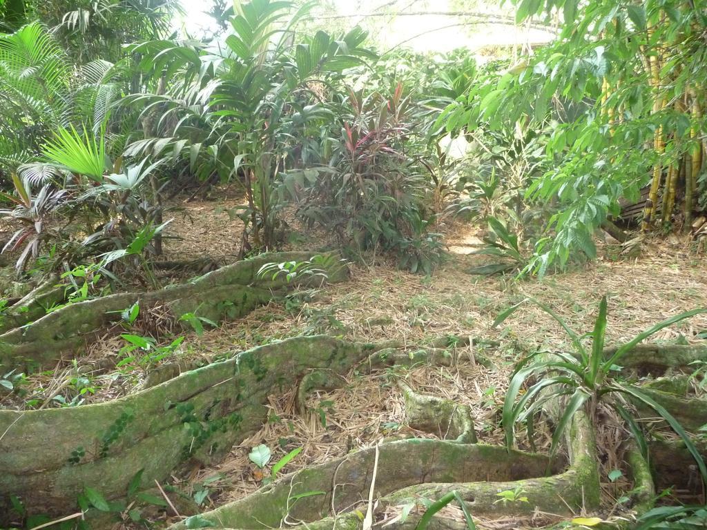 Topos Tree House Cahuita Exterior photo