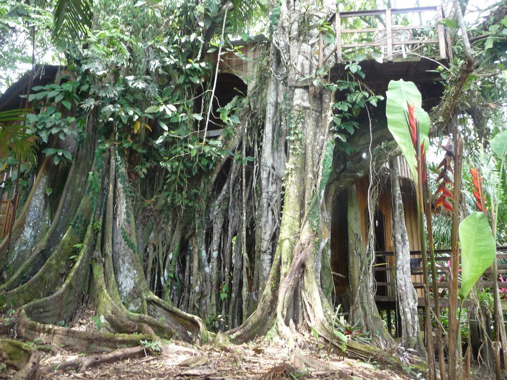 Topos Tree House Cahuita Exterior photo