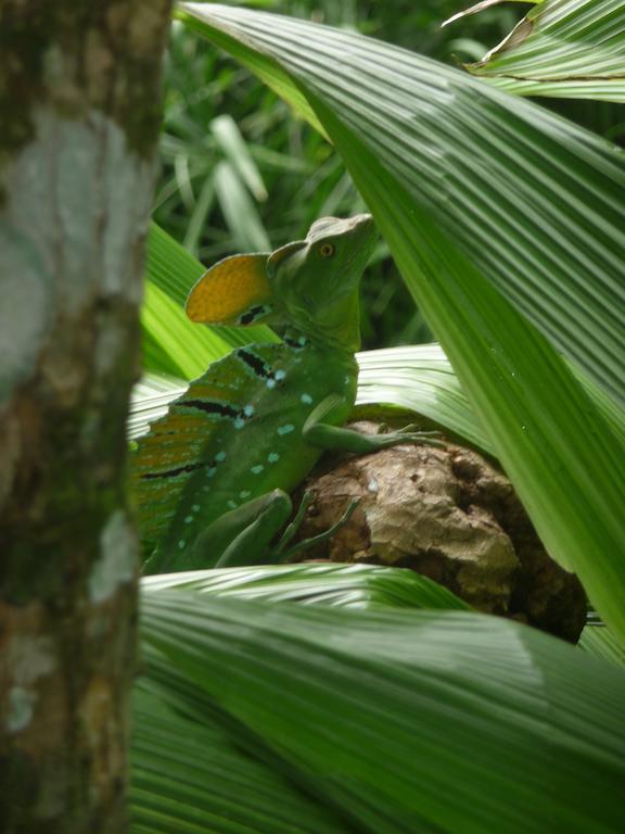 Topos Tree House Cahuita Exterior photo